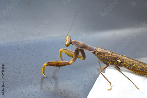 Slika na platnu Close-up of a praying mantis showing detailed eyes, antennae, and raptorial legs