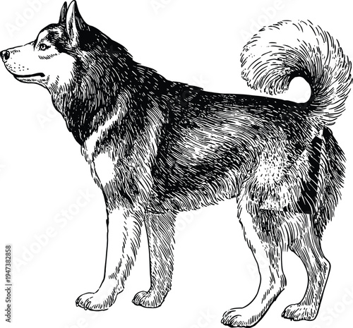 Hand Drawn Siberian Husky Dog Standing Isolated on White Background Vintage Ink Style Sketch of Alaskan Malamute Sled Dog for Pet Lovers and Breeders