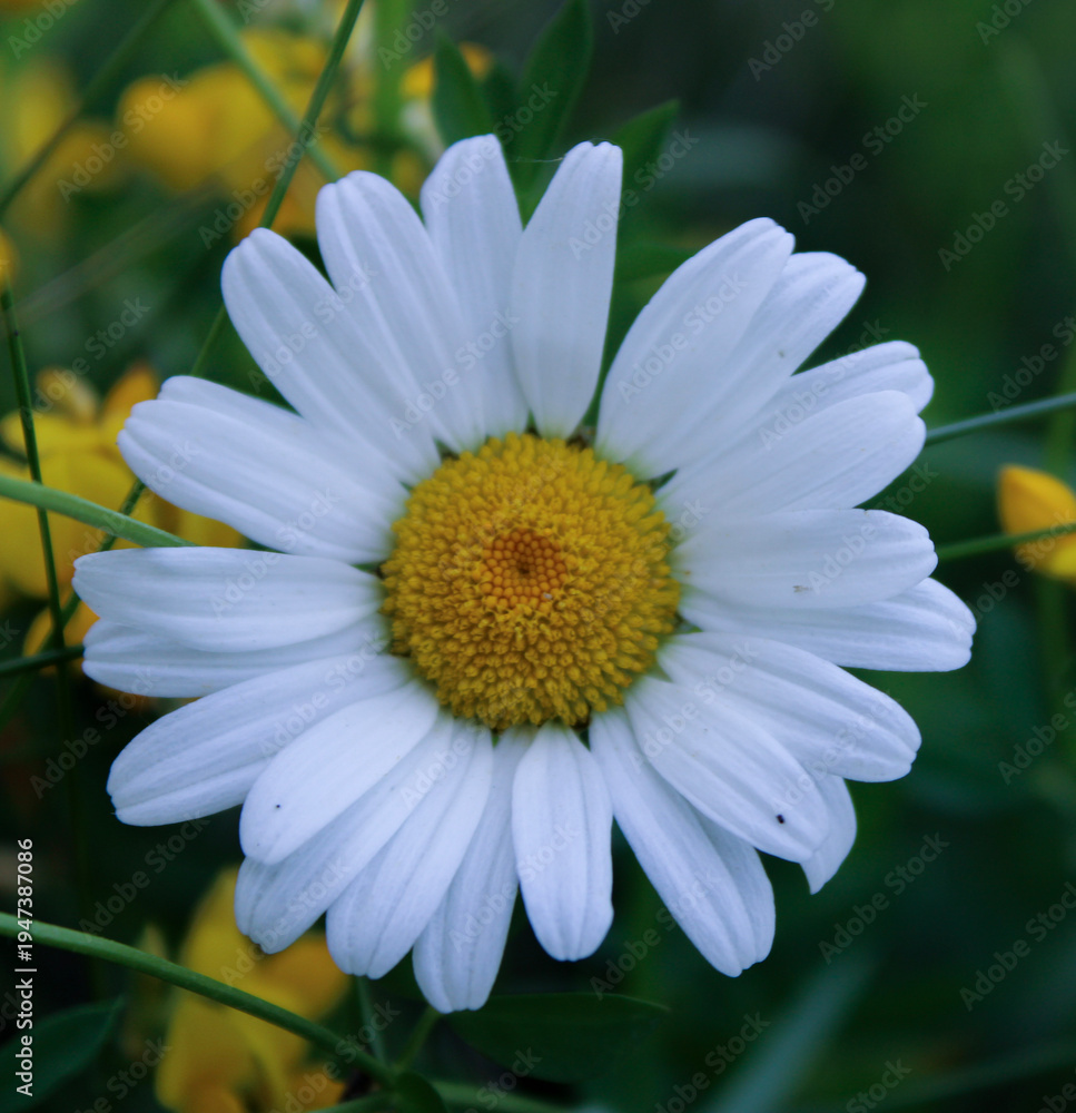 Obraz premium daisy in the garden