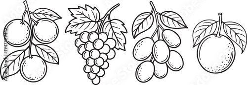 Hand drawn citrus fruit branch set minimal line art botanical lemons grapes olives illustration