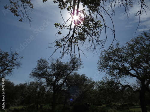 A dramatic outdoor scene captured in Morocco showing the sun shining through thin tree branches and scattered leaves. The sunlight creates a bright starburst effect against the blue sky, while the sur