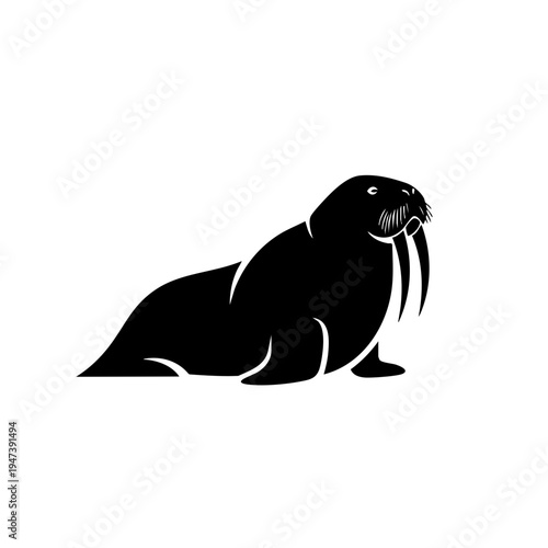 A walrus resting on a flat surface with its tusks prominently displayed