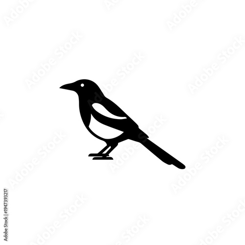 A black and white magpie perched on a branch in profile view