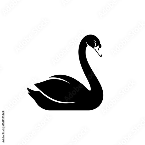 Graceful black swan standing elegantly on calm water