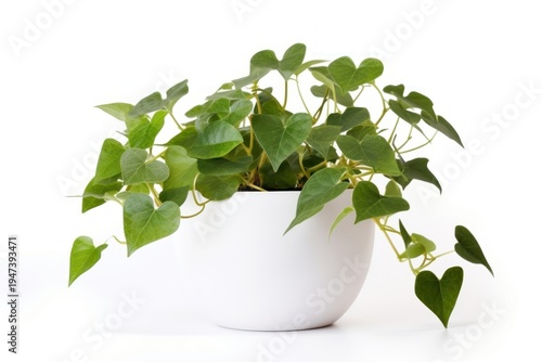 Flower plant leaf ivy.