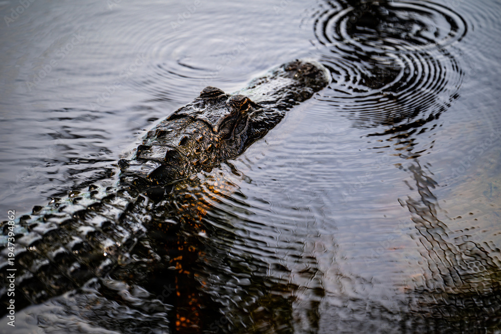 Naklejka premium alligator in the swamp