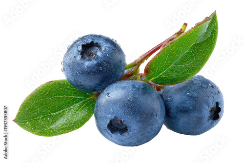 Close-up of fresh blueberries on a stem with leaves
