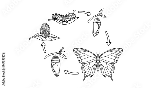 Butterfly life cycle diagram outline vector showing egg caterpillar chrysalis and adult butterfly