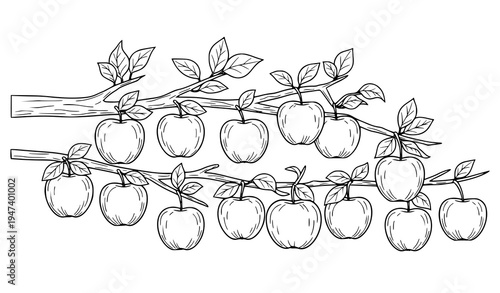 Counting apples on tree branch outline vector educational counting concept isolated on white