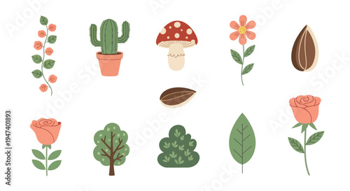 Botanical illustrations on white background