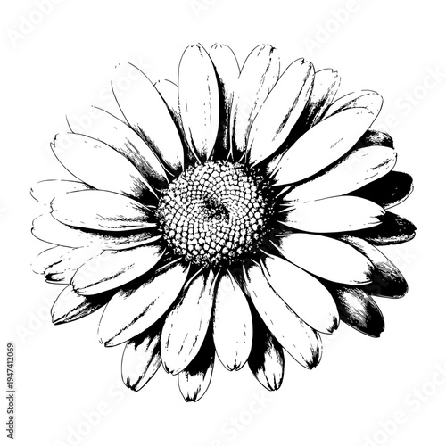 Exquisite hand-drawn Bellis Perennis inspired daisy flower illustration perfect for nature-themed adobe stock projects and graphic design assets