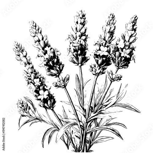 Hand Drawing Lavender Flowers Adobe Stock Illustration - Elegant Botanical Art for Your Projects