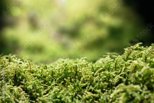 Moss in forest with defocused foliage. Forest floor backdrop or microcosm in rainforest. Yellow green groundcover. Copper-wire moss growing on tree log in North Vancouver, Canada. Selective focus.