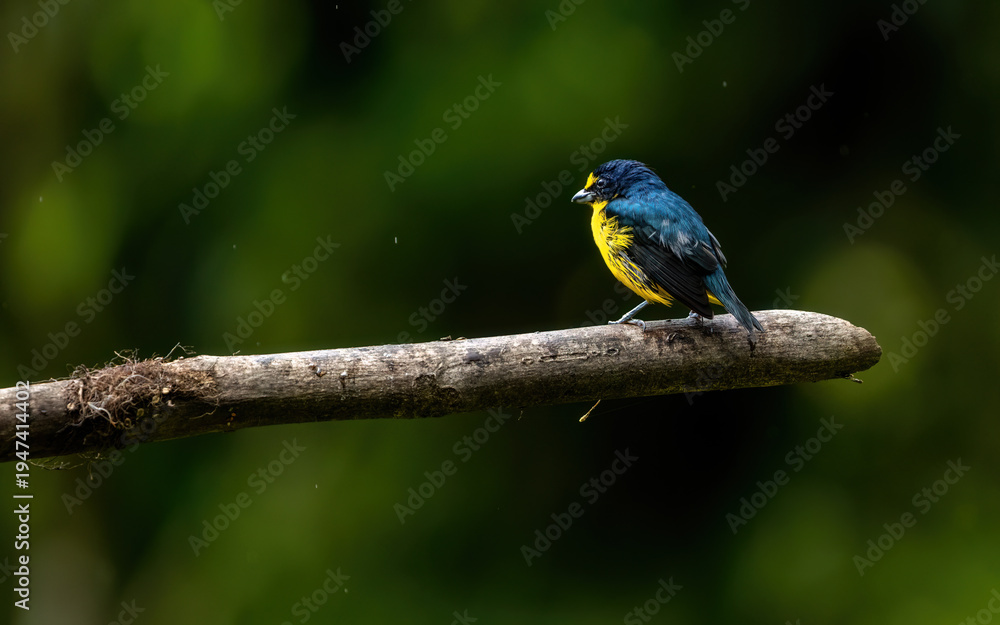 Obraz premium bird on a branch