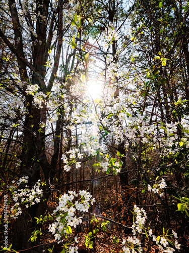 Spring in Virginia 2026