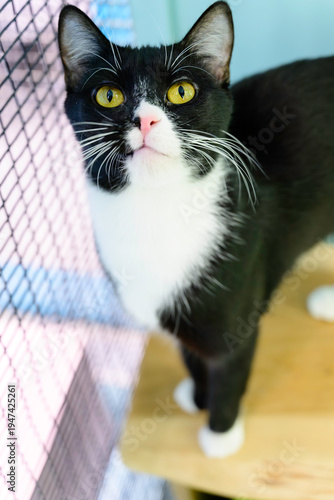 Handome Cat With Beautiful Golden Eyes