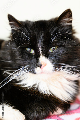 Beautiful Cat