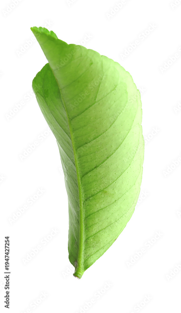 Obraz premium Fresh green leaf of citrus plant isolated on white