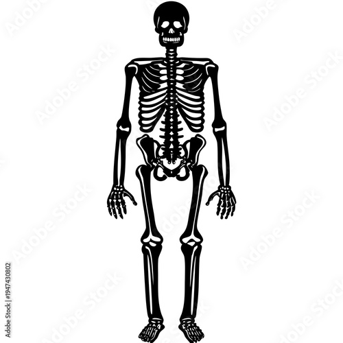 Full-Body Human Skeleton Icon — Frontal View Black Silhouette for Education, Halloween & Medical Design
