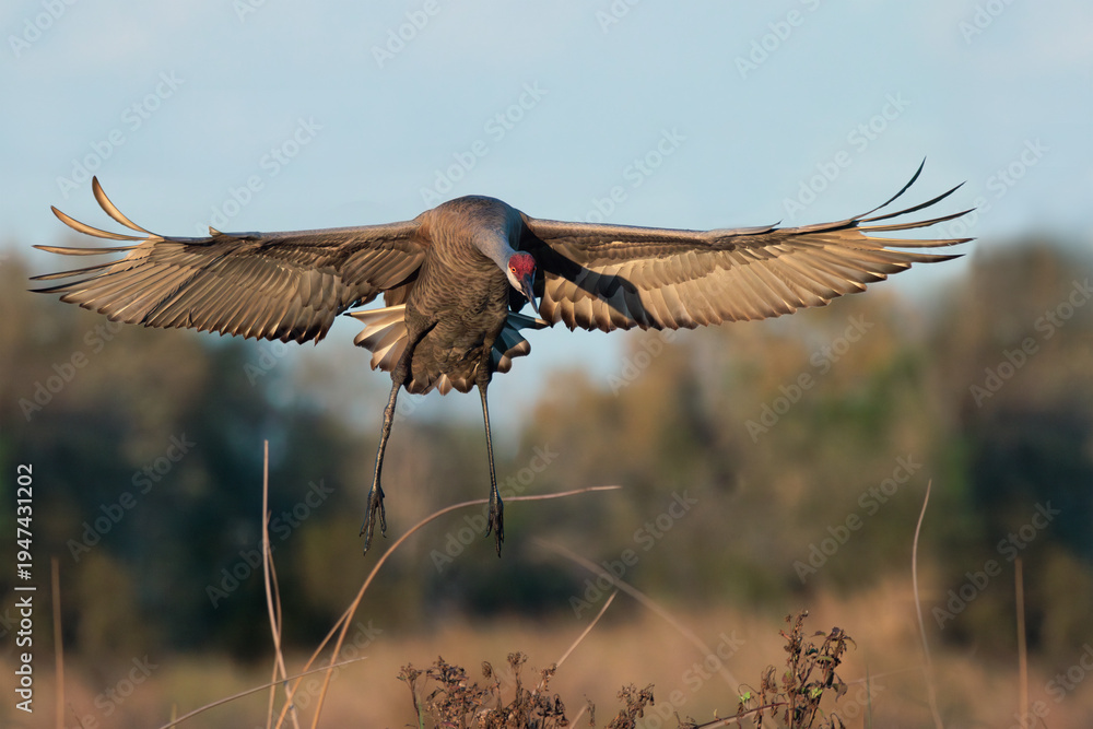 Naklejka premium A sandhill crane (Antigone canadensis or Grus canadensis) fans out its wings and prepares to land in Florida.