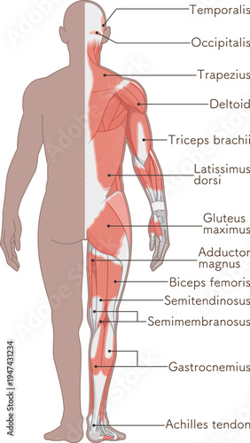 全身の筋肉 背面 Full body muscles back illustration