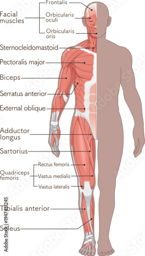 全身の筋肉 正面 Full body muscles front illustration