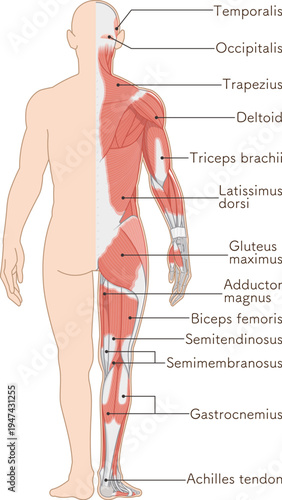 全身の筋肉 背面 Full body muscles back illustration