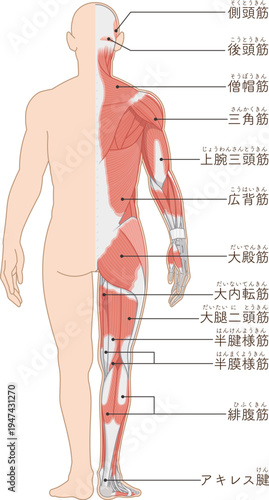 全身の筋肉 背面 Full body muscles back illustration