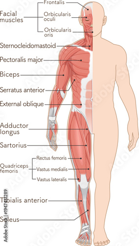 全身の筋肉 正面 Full body muscles front illustration
