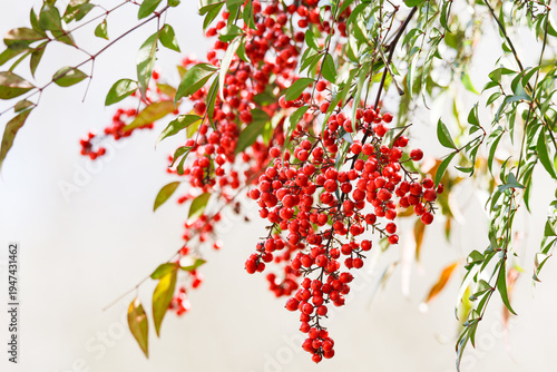 見事な南天の実