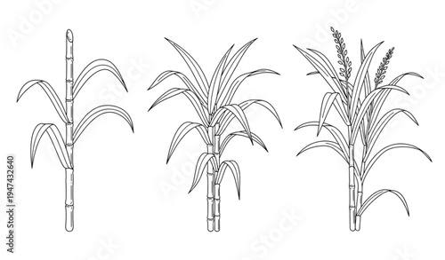 Minimal sugar cane plant outline clipart collection isolated on transparent background