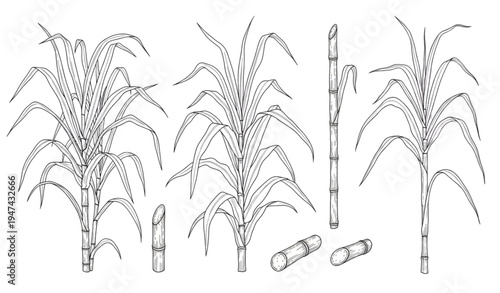 Hand drawn sugar cane botanical outline illustration set isolated on transparent background