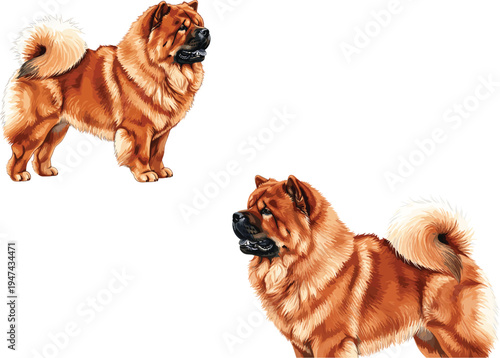 Realistic vector illustration set of two fluffy chow chow dogs with thick orange fur isolated on white background