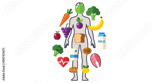 Vector illustration showing essential food groups and nutrients surrounding a simplified human body outline