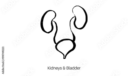 Kidney and bladder