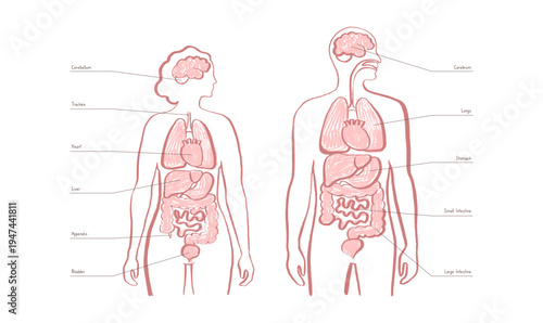Internal Organs Sketch