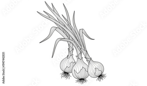 Hand drawn garlic bulb and plant outline illustration isolated on transparent background