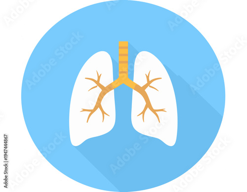 flat vector icon of human lungs respiratory system with trachea detail