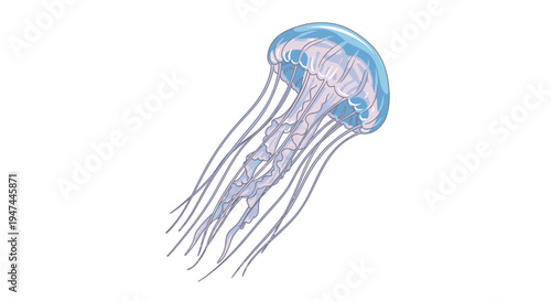 Blue and Pink Floating Jellyfish Illustration Vector Marine Animal Design Element on White Background
