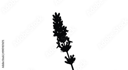 A silhouette of a lavender sprig against a plain white background