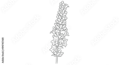 Detailed line drawing of a lavender flower stalk with numerous blooms