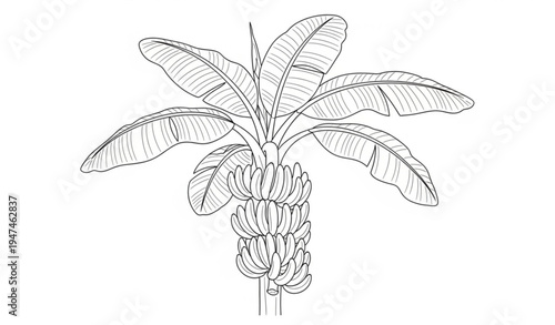 Hand drawn banana plant botanical outline illustration isolated on transparent background