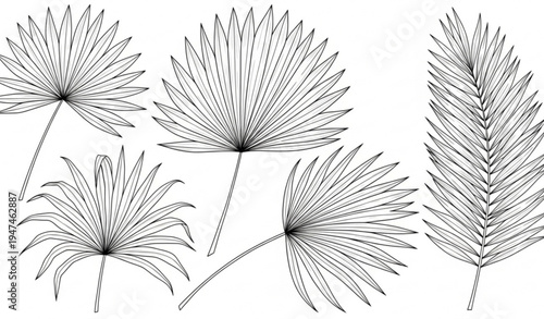 Hand drawn palm set leaf botanical outline illustration isolated on transparent background