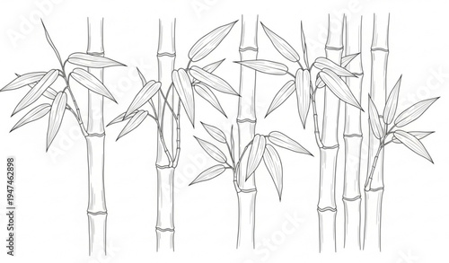 Hand drawn bamboo plant outline illustration isolated on transparent background