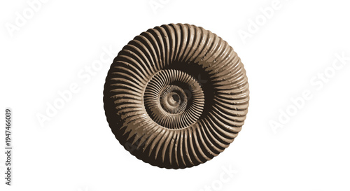 Realistic Ammonite Fossil Shell Illustration Spiral Prehistoric Sea Creature Vector Graphic