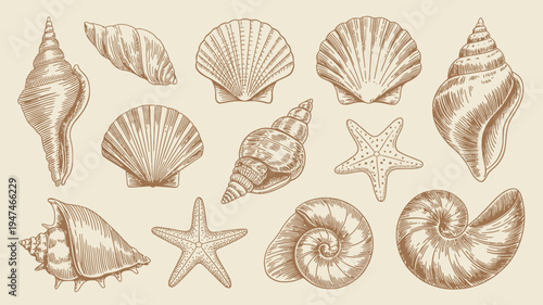 Collection of Various Seashells and Starfish Illustrations.