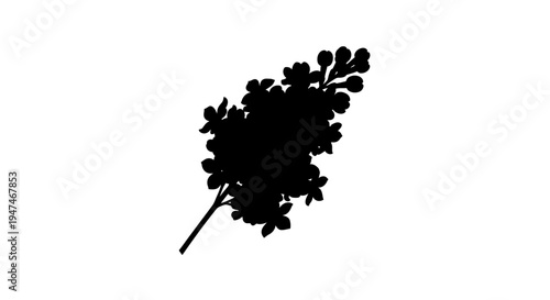 Black Silhouette of Lilac Branch with Blossoms on White Background