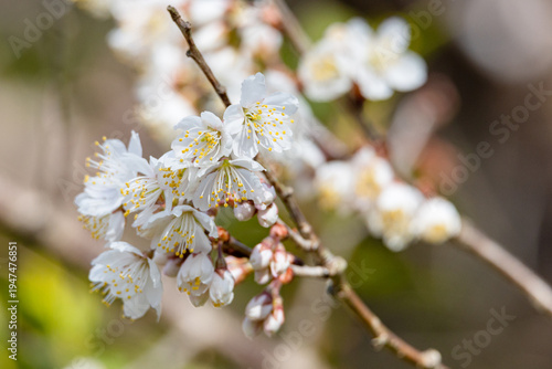 美しい梅の花 02 2026