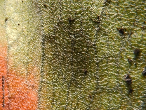 Close-up of a green leaf surface displaying a network of veins.