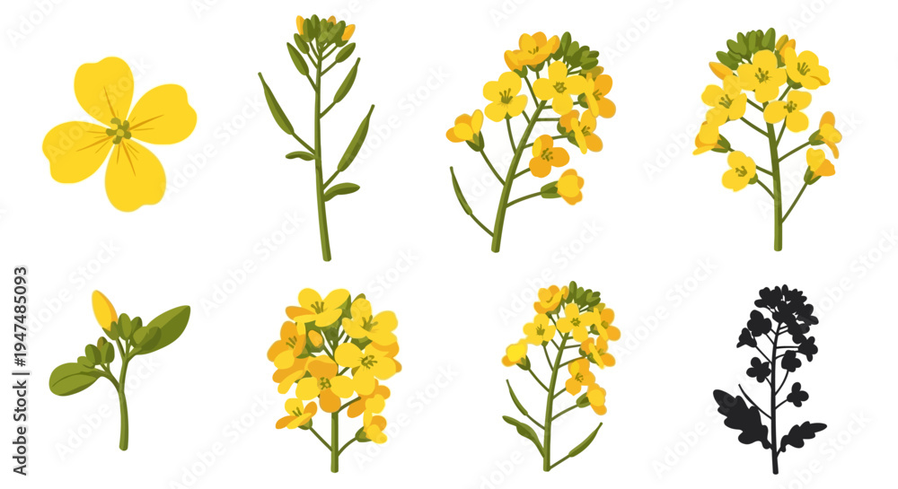 Obraz premium Yellow Mustard Flower Vector Illustration Set: Canola Rapeseed Botanical Elements with Blossoms, Stems, and Silhouette for Agriculture and Nature Graphic Arts.